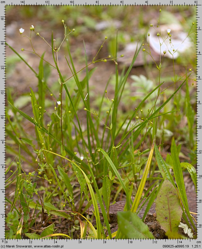 Linum catharticum (len przeczyszczający)