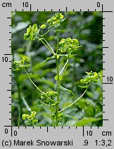 Euphorbia serrulata (wilczomlecz sztywny)
