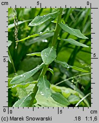 Euphorbia serrulata (wilczomlecz sztywny)