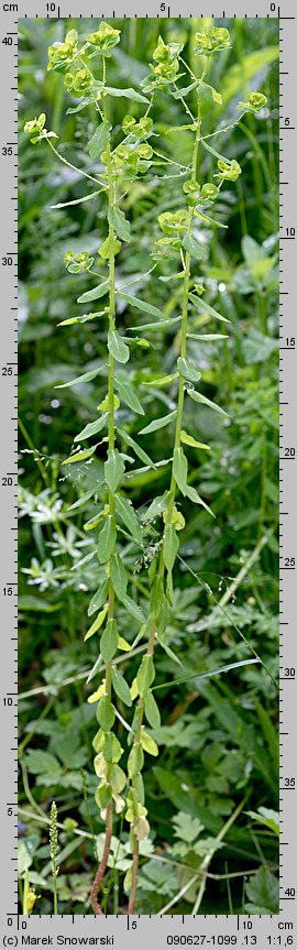 Euphorbia serrulata (wilczomlecz sztywny)