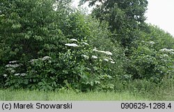 Heracleum sosnowskyi (barszcz Sosnowskiego)