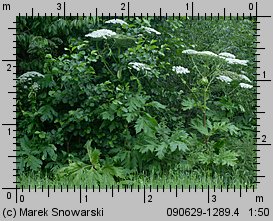 Heracleum sosnowskyi (barszcz Sosnowskiego)