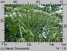 Heracleum sosnowskyi (barszcz Sosnowskiego)