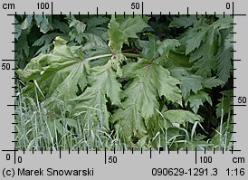 Heracleum sosnowskyi (barszcz Sosnowskiego)