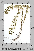 Euphorbia serrulata (wilczomlecz sztywny)