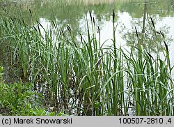 Carex riparia (turzyca brzegowa)