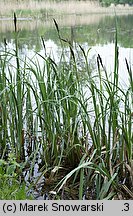 Carex riparia (turzyca brzegowa)