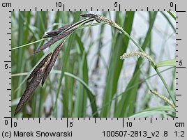 Carex riparia (turzyca brzegowa)