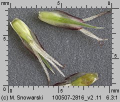 Carex riparia (turzyca brzegowa)