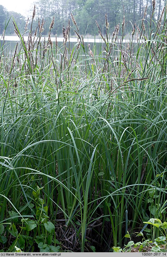 Carex acutiformis (turzyca błotna)