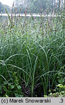 Carex acutiformis (turzyca błotna)