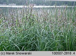 Carex acutiformis (turzyca błotna)