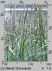 Carex acutiformis (turzyca błotna)