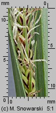 Carex acutiformis (turzyca błotna)