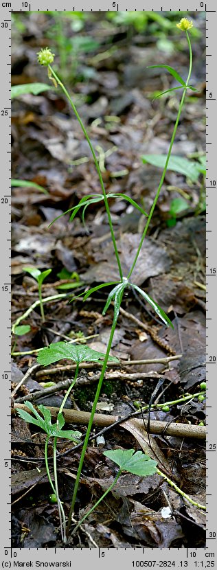 Ranunculus auricomus s.str. (jaskier różnolistny s.str.)