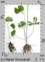 Ranunculus auricomus s.str. (jaskier różnolistny s.str.)