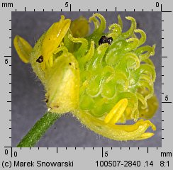 Ranunculus auricomus s.str. (jaskier różnolistny s.str.)