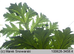 Heracleum sosnowskyi (barszcz Sosnowskiego)