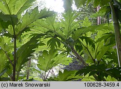 Heracleum sosnowskyi (barszcz Sosnowskiego)