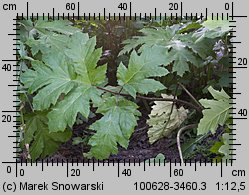 Heracleum sosnowskyi (barszcz Sosnowskiego)