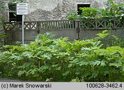 Heracleum sosnowskyi (barszcz Sosnowskiego)