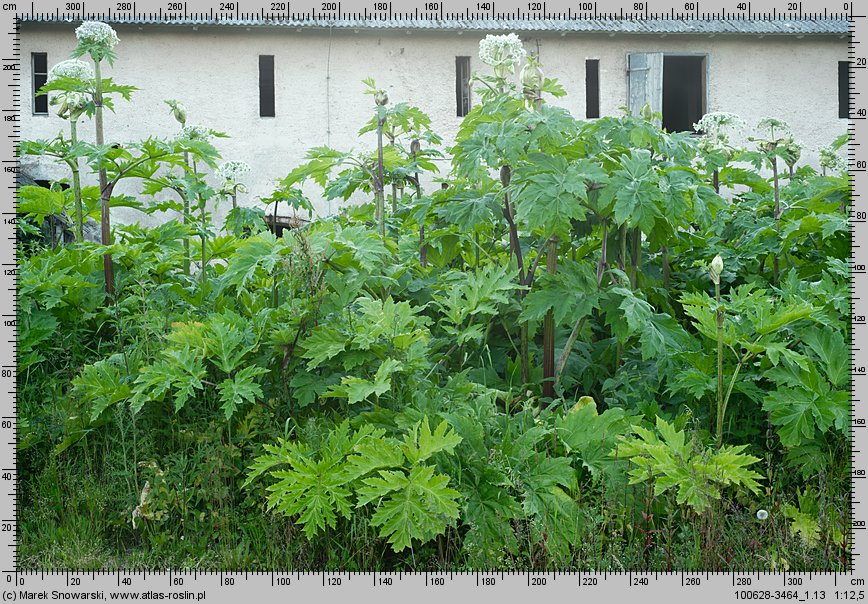 Heracleum sosnowskyi (barszcz Sosnowskiego)