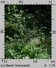 Cirsium oleraceum (ostrożeń warzywny)