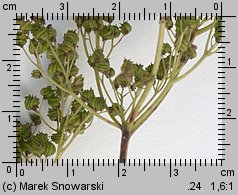 Filipendula ulmaria (wiązówka błotna)