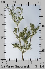 Filipendula ulmaria (wiązówka błotna)