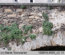 Cymbalaria muralis (cymbalaria bluszczykowata)