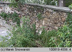 Cymbalaria muralis (cymbalaria bluszczykowata)