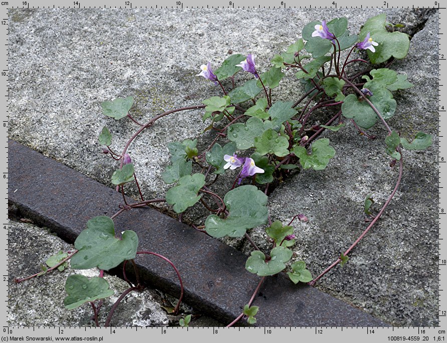 Cymbalaria muralis (cymbalaria bluszczykowata)