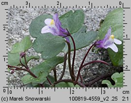 Cymbalaria muralis (cymbalaria bluszczykowata)