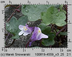 Cymbalaria muralis (cymbalaria bluszczykowata)