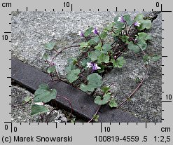 Cymbalaria muralis (cymbalaria bluszczykowata)