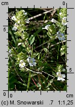 Euphrasia rostkoviana (świetlik łąkowy)