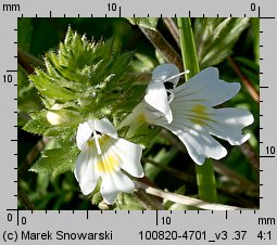 Euphrasia rostkoviana (świetlik łąkowy)