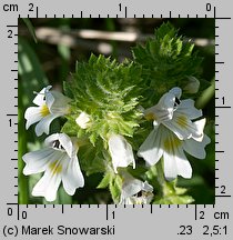 Euphrasia rostkoviana (świetlik łąkowy)