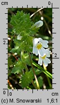 Euphrasia rostkoviana (świetlik łąkowy)