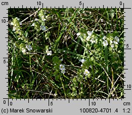 Euphrasia rostkoviana (świetlik łąkowy)