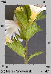 Euphrasia rostkoviana (świetlik łąkowy)