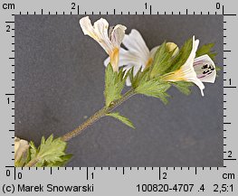 Euphrasia rostkoviana (świetlik łąkowy)