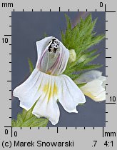 Euphrasia rostkoviana (świetlik łąkowy)