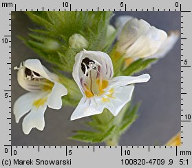 Euphrasia rostkoviana (świetlik łąkowy)