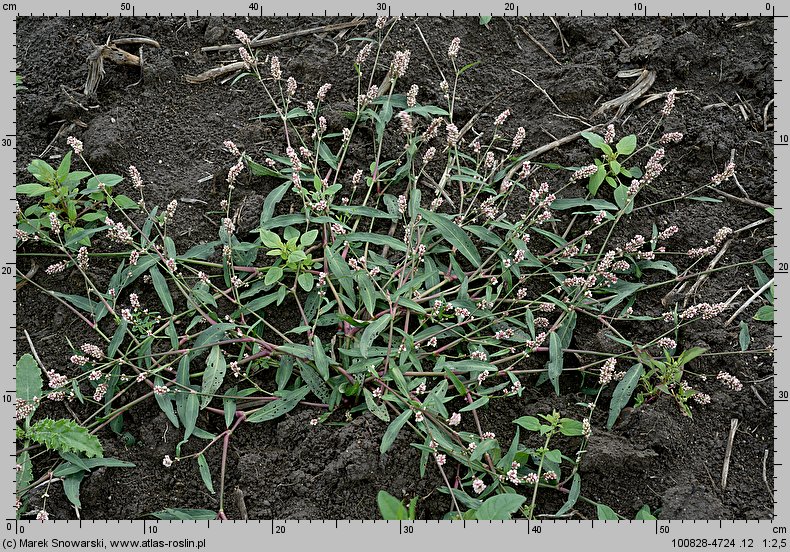 Polygonum persicaria (rdest plamisty)