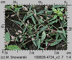 Polygonum persicaria (rdest plamisty)