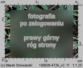 Polygonum persicaria (rdest plamisty)
