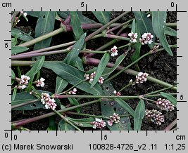 Polygonum persicaria (rdest plamisty)