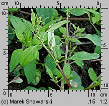 Chenopodium polyspermum (komosa wielonasienna)