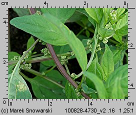 Chenopodium polyspermum (komosa wielonasienna)